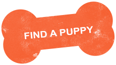 https://canichecentral.com/wp-content/uploads/2022/04/find-a-puppy.png